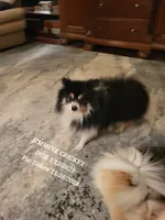 AKC JIMMINE CRICKET, a male Pomeranian for sale in Lovington, NM – Photo 4 of 8