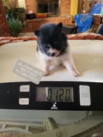 AKC JIMMINE CRICKET, a male Pomeranian for sale in Lovington, NM – Photo 8 of 8