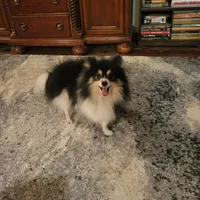 AKC JIMMINE CRICKET, a male Pomeranian for sale in Lovington, NM – Photo 1 of 8