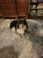 AKC JIMMINE CRICKET, a male Pomeranian for sale in Lovington, NM – Photo 1 of 8