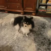 AKC JIMMINE CRICKET, a male Pomeranian for sale in Lovington, NM – Photo 3 of 8