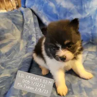 AKC JIMMINE CRICKET, a male Pomeranian for sale in Lovington, NM – Photo 7 of 8