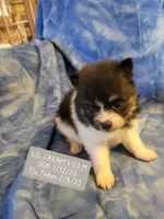 AKC JIMMINE CRICKET, a male Pomeranian for sale in Lovington, NM – Photo 7 of 8