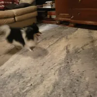 AKC JIMMINE CRICKET, a male Pomeranian for sale in Lovington, NM – Photo 5 of 8