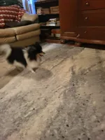 AKC JIMMINE CRICKET, a male Pomeranian for sale in Lovington, NM – Photo 5 of 8