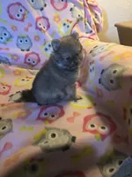 BETSY AKC "REDUCED", a female Pomeranian for sale in Lovington, NM – 3 of 7