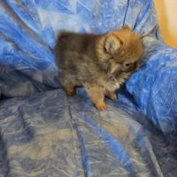 DANNY BOY AKC, a male puppy for sale in Lovington, NM – Photo 7 of 7