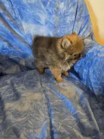 DANNY BOY AKC, a male puppy for sale in Lovington, NM – Photo 7 of 7