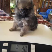 DANNY BOY AKC, a male puppy for sale in Lovington, NM – Photo 1 of 7