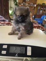 DANNY BOY AKC, a male puppy for sale in Lovington, NM – Photo 1 of 7