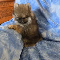 DANNY BOY AKC, a male puppy for sale in Lovington, NM – Photo 4 of 7