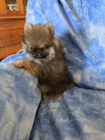 DANNY BOY AKC, a male puppy for sale in Lovington, NM – Photo 4 of 7