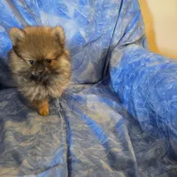 DANNY BOY AKC, a male puppy for sale in Lovington, NM – Photo 5 of 7