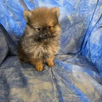 DANNY BOY AKC, a male puppy for sale in Lovington, NM – Photo 3 of 7