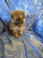 DANNY BOY AKC, a male puppy for sale in Lovington, NM – Photo 3 of 7