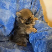 DANNY BOY AKC, a male puppy for sale in Lovington, NM – Photo 2 of 7