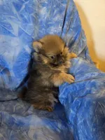 DANNY BOY AKC, a male puppy for sale in Lovington, NM – Photo 2 of 7