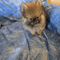 DANNY BOY AKC, a male puppy for sale in Lovington, NM – Photo 6 of 7