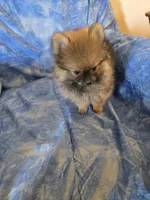 DANNY BOY AKC, a male puppy for sale in Lovington, NM – Photo 6 of 7