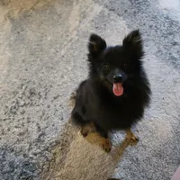 AKC TACO PACO, a male Pomeranian for sale in Lovington, NM – Photo 1 of 6