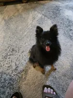 AKC TACO PACO, a male Pomeranian for sale in Lovington, NM – Photo 1 of 6