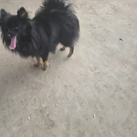 AKC TACO PACO, a male Pomeranian for sale in Lovington, NM – Photo 6 of 6