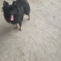 AKC TACO PACO, a male Pomeranian for sale in Lovington, NM – Photo 5 of 6