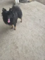 AKC TACO PACO, a male Pomeranian for sale in Lovington, NM – Photo 5 of 6