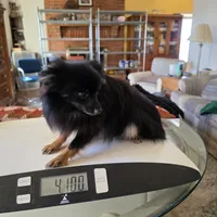 AKC TACO PACO, a male Pomeranian for sale in Lovington, NM – Photo 3 of 6