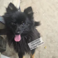 AKC TACO PACO, a male Pomeranian for sale in Lovington, NM – Photo 2 of 6