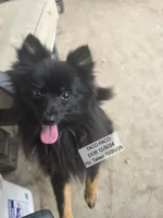 AKC TACO PACO, a male Pomeranian for sale in Lovington, NM – Photo 2 of 6