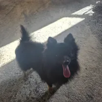 AKC TACO PACO, a male Pomeranian for sale in Lovington, NM – Photo 4 of 6