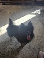 AKC TACO PACO, a male Pomeranian for sale in Lovington, NM – Photo 4 of 6