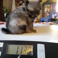 AKC ROB, a male Pomeranian for sale in Lovington, NM – Photo 6 of 8