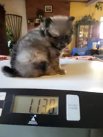 AKC ROB, a male Pomeranian for sale in Lovington, NM – Photo 6 of 8