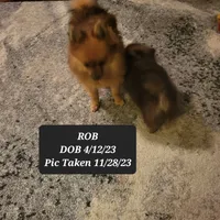 AKC ROB, a male Pomeranian for sale in Lovington, NM – Photo 7 of 8