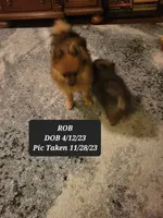 AKC ROB, a male Pomeranian for sale in Lovington, NM – Photo 7 of 8