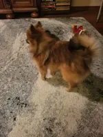 AKC ROB, a male Pomeranian for sale in Lovington, NM – Photo 4 of 8