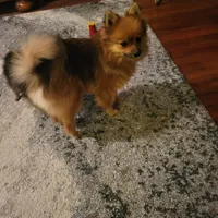 AKC ROB, a male Pomeranian for sale in Lovington, NM – Photo 3 of 8