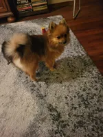 AKC ROB, a male Pomeranian for sale in Lovington, NM – Photo 3 of 8