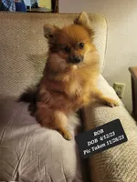 AKC ROB, a male Pomeranian for sale in Lovington, NM – Photo 5 of 8