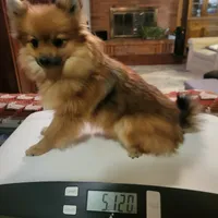 AKC ROB, a male Pomeranian for sale in Lovington, NM – Photo 2 of 8