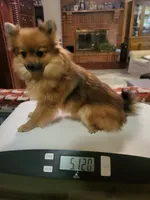 AKC ROB, a male Pomeranian for sale in Lovington, NM – Photo 2 of 8