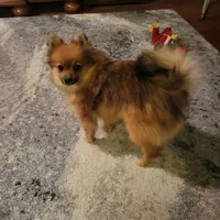 AKC ROB, a male Pomeranian for sale in Lovington, NM – Photo 1 of 8