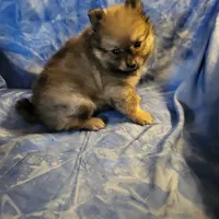 AKC ROB, a male Pomeranian for sale in Lovington, NM – Photo 8 of 8