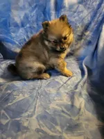 AKC ROB, a male Pomeranian for sale in Lovington, NM – Photo 8 of 8