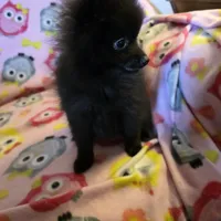 KRIZZY AKC, a female Pomeranian for sale in Lovington, NM – Photo 4 of 8