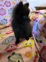 KRIZZY AKC, a female Pomeranian for sale in Lovington, NM – Photo 4 of 8