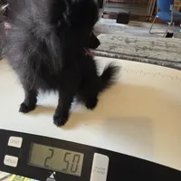 KRIZZY AKC, a female Pomeranian for sale in Lovington, NM – Photo 3 of 8