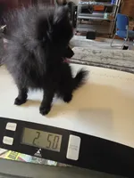 KRIZZY AKC, a female Pomeranian for sale in Lovington, NM – Photo 3 of 8